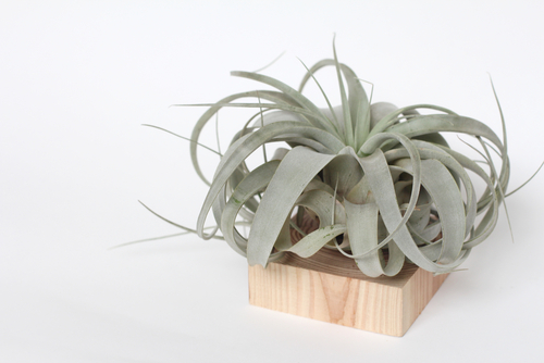 Xerographica Air Plant